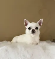 Danny, a male Chihuahua for sale in Irvine, CA – Photo 3 of 6