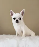 Danny, a male Chihuahua for sale in Irvine, CA – Photo 2 of 6