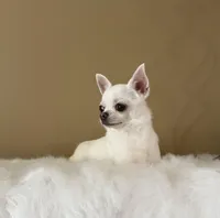 Danny, a male Chihuahua for sale in Irvine, CA – Photo 5 of 6