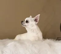 Danny, a male Chihuahua for sale in Irvine, CA – Photo 4 of 6