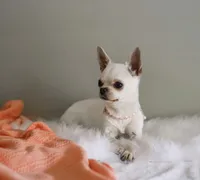 Pina Colada, a female Chihuahua for sale in Riverside, CA – 3 of 4