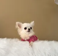 LUNA, a female Chihuahua for sale in Riverside, CA – 6 of 8