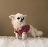 LUNA, a female Chihuahua for sale in Riverside, CA – 4 of 8