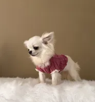 LUNA, a female Chihuahua for sale in Riverside, CA – 3 of 8