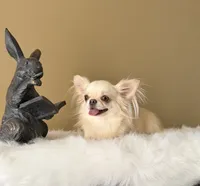 Bella, a female Chihuahua for sale in Riverside, CA – 9 of 10