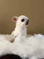 Chico, a male Chihuahua for sale in Riverside, CA – 10 of 10