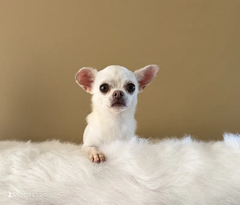 Chico – Chihuahua puppy for sale in Riverside, CA