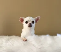 Chico, a male Chihuahua for sale in Riverside, CA – 1 of 10