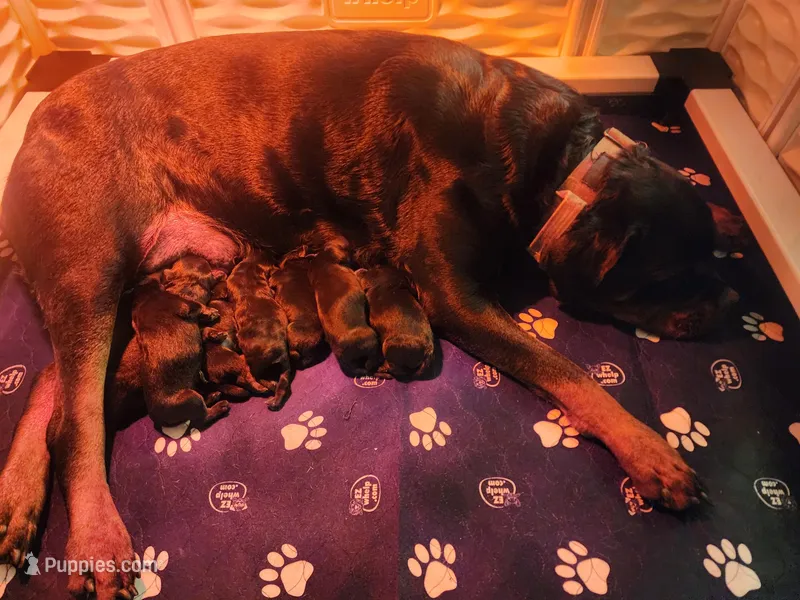 Orange Boy, a male Rottweiler for sale in Bear, DE – Photo 1 of 1