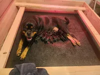 Purple Girl, a female Rottweiler for sale in Bear, DE – Photo 1 of 3