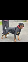 Purple Girl, a female Rottweiler for sale in Bear, DE – Photo 2 of 3