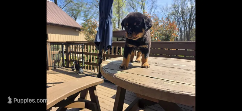 Black Boy – Rottweiler puppy for sale in Bear, DE