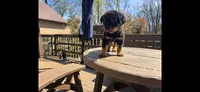 Black Boy, a male Rottweiler for sale in Bear, DE – Photo 1 of 5