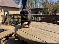 Black Boy, a male Rottweiler for sale in Bear, DE – Photo 5 of 5
