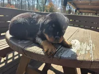 Black Boy, a male Rottweiler for sale in Bear, DE – Photo 4 of 5