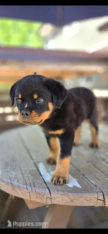 Black Boy – Rottweiler puppy for sale in Bear, DE