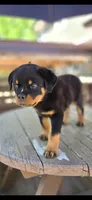 Black Boy, a male Rottweiler for sale in Bear, DE – 1 of 5