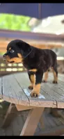 Black Boy, a male Rottweiler for sale in Bear, DE – 2 of 5