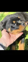 Black Boy, a male Rottweiler for sale in Bear, DE – 5 of 5