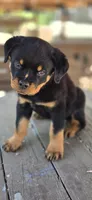 Black Boy, a male Rottweiler for sale in Bear, DE – 4 of 5
