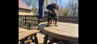 Black Boy, a male Rottweiler for sale in Bear, DE – Photo 2 of 5