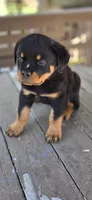 Black Boy, a male Rottweiler for sale in Bear, DE – 3 of 5