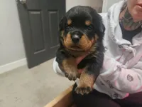 Blue Boy, a male Rottweiler for sale in Bear, DE – Photo 4 of 5