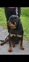 Blue Boy, a male Rottweiler for sale in Bear, DE – Photo 3 of 5