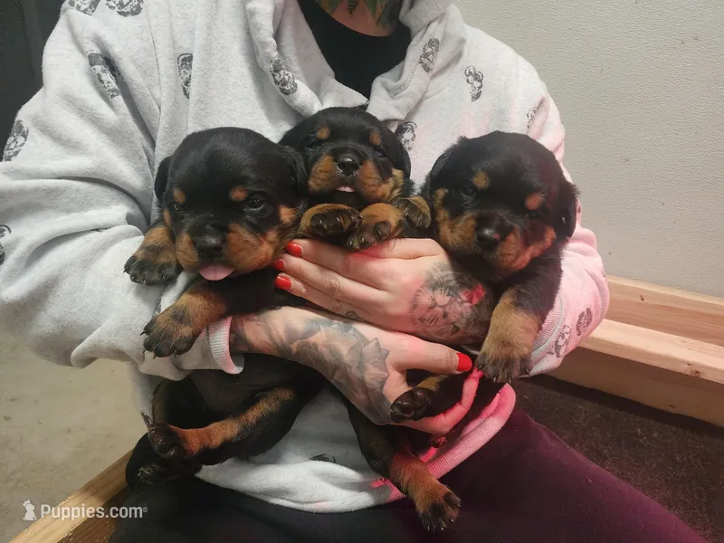 Blue Boy, a male Rottweiler for sale in Bear, DE – Photo 1 of 5