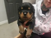 Blue Boy, a male Rottweiler for sale in Bear, DE – Photo 5 of 5
