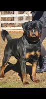 Blue Boy, a male Rottweiler for sale in Bear, DE – Photo 2 of 5