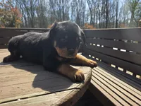 Green Boy , a male Rottweiler for sale in Bear, DE – Photo 5 of 5