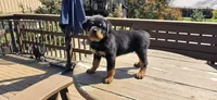 Green Boy , a male Rottweiler for sale in Bear, DE – Photo 2 of 5