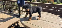 Green Boy , a male Rottweiler for sale in Bear, DE – Photo 3 of 5