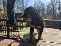 Green Boy , a male Rottweiler for sale in Bear, DE – Photo 4 of 5