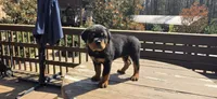 Green Boy , a male Rottweiler for sale in Bear, DE – Photo 1 of 5