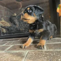 Pink Girl, a female Rottweiler for sale in Bear, DE – Photo 5 of 6