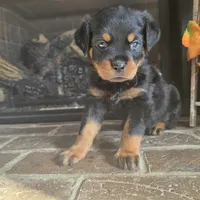 Pink Girl, a female Rottweiler for sale in Bear, DE – Photo 3 of 6