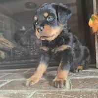 Pink Girl, a female Rottweiler for sale in Bear, DE – Photo 1 of 6