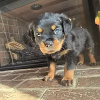 Pink Girl, a female Rottweiler for sale in Bear, DE – Photo 4 of 6