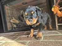 processed/331d3ffd-b07b-45b0-b34f-61f5e952e581/listing/43e5da76-b150-4866-84f8-df4a5a6a5629/8dbdade5-6abf-420e-a79f-5a80c2e185a0