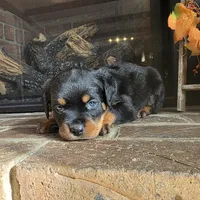 Pink Girl, a female Rottweiler for sale in Bear, DE – Photo 6 of 6