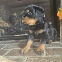 Pink Girl, a female Rottweiler for sale in Bear, DE – Photo 2 of 6