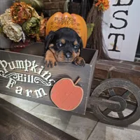 Red Girl, a female Rottweiler for sale in Bear, DE – Photo 4 of 5