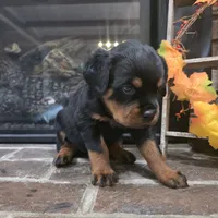Red Girl, a female Rottweiler for sale in Bear, DE – Photo 5 of 5