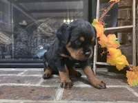 processed/331d3ffd-b07b-45b0-b34f-61f5e952e581/listing/4d6f9f1d-e733-42ec-9323-53b55a8db603/4c61848b-624a-4afd-9dcc-90496312c632