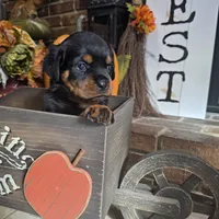 Red Girl, a female Rottweiler for sale in Bear, DE – Photo 1 of 5