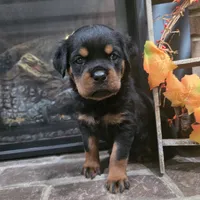Red Girl, a female Rottweiler for sale in Bear, DE – Photo 3 of 5