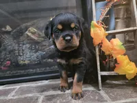 processed/331d3ffd-b07b-45b0-b34f-61f5e952e581/listing/4d6f9f1d-e733-42ec-9323-53b55a8db603/8f0eb344-47b2-42b1-8dab-7baa854e8799