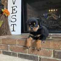Purple Girl, a female Rottweiler for sale in Bear, DE – Photo 4 of 5